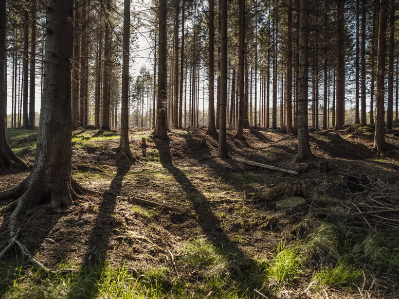 VELUX, sustainability, forest, lifetime carbon neutral, svaigs gaiss